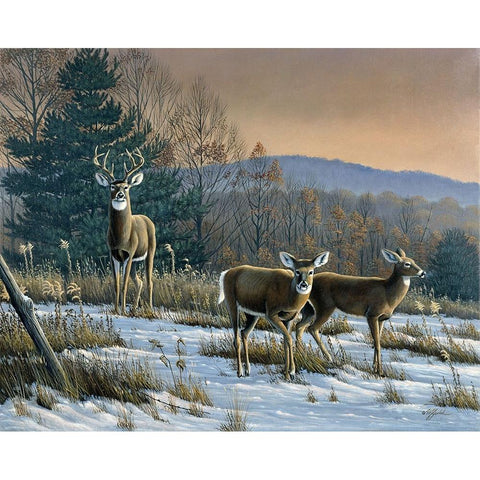 Prime Time - Whitetail Deer Black Modern Wood Framed Art Print with Double Matting by Goebel, Wilhelm