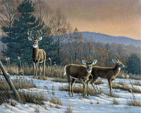 Prime Time - Whitetail Deer Black Ornate Wood Framed Art Print with Double Matting by Goebel, Wilhelm