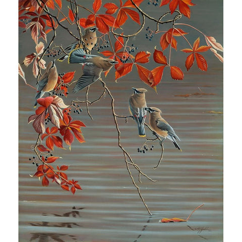 Autumn Harvest - Cedar Waxwing White Modern Wood Framed Art Print by Goebel, Wilhelm