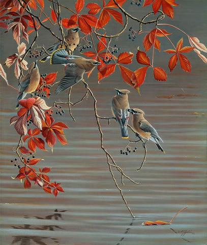 Autumn Harvest - Cedar Waxwing White Modern Wood Framed Art Print with Double Matting by Goebel, Wilhelm