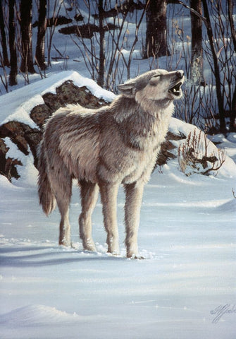 A Message For The Wind - Wolf White Modern Wood Framed Art Print with Double Matting by Goebel, Wilhelm