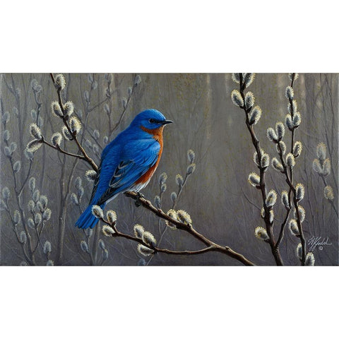 Signals Of Spring - Eastern Bluebird Black Modern Wood Framed Art Print by Goebel, Wilhelm