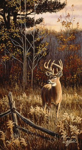 Autumn Whitetail White Modern Wood Framed Art Print with Double Matting by Goebel, Wilhelm