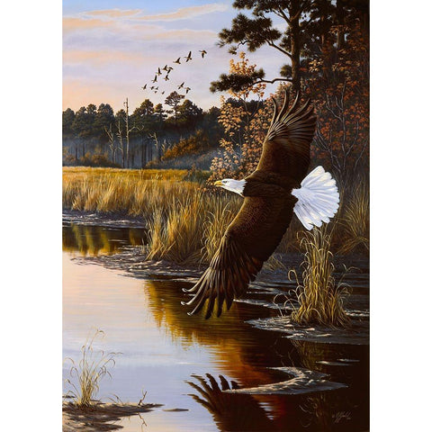 Wings Of Autumn - Bald Eagle Black Modern Wood Framed Art Print with Double Matting by Goebel, Wilhelm