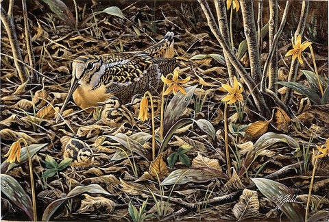 Early Brood - Woodcock Young White Modern Wood Framed Art Print with Double Matting by Goebel, Wilhelm