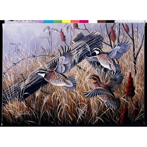 Corner Post Covey - Bobwhite Black Modern Wood Framed Art Print with Double Matting by Goebel, Wilhelm