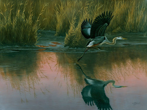 Evening Flight - Great Blue Heron White Modern Wood Framed Art Print with Double Matting by Goebel, Wilhelm