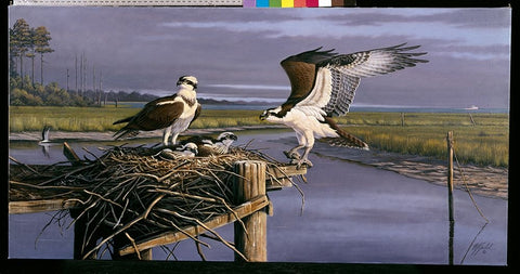 Chesapeake Treasurers - Osprey White Modern Wood Framed Art Print with Double Matting by Goebel, Wilhelm