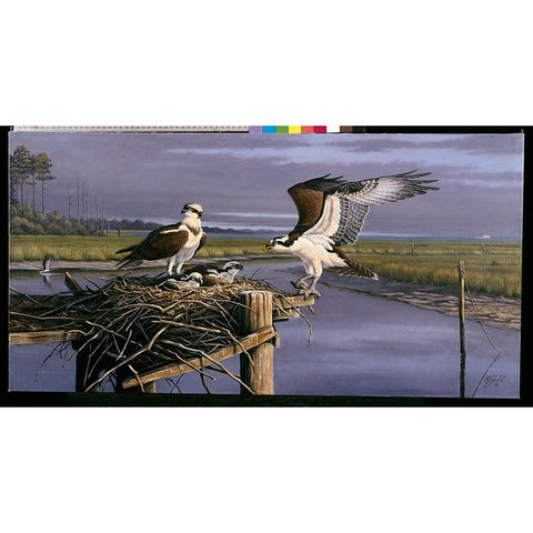 Chesapeake Treasurers - Osprey White Modern Wood Framed Art Print by Goebel, Wilhelm
