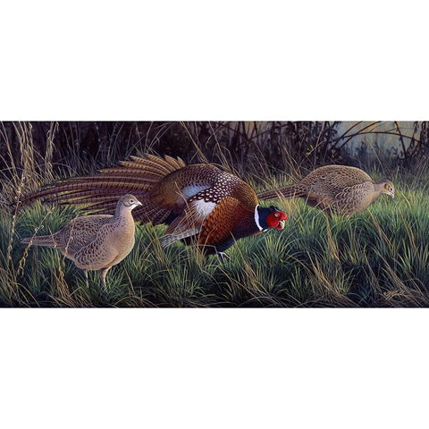 Ringneck Rendevous Black Modern Wood Framed Art Print with Double Matting by Goebel, Wilhelm