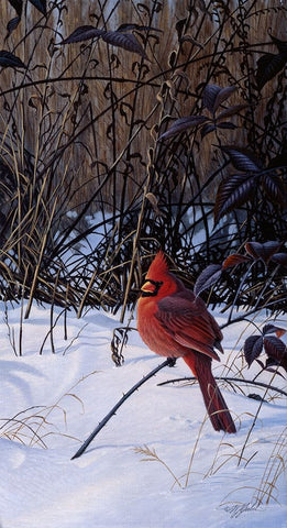 Roadside Cardinal Black Ornate Wood Framed Art Print with Double Matting by Goebel, Wilhelm