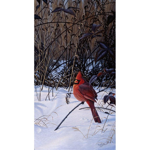 Roadside Cardinal Black Modern Wood Framed Art Print by Goebel, Wilhelm