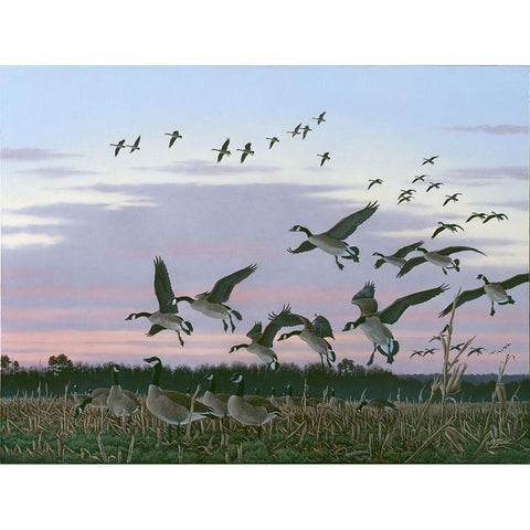 Wings Over Delmarva Black Modern Wood Framed Art Print with Double Matting by Goebel, Wilhelm