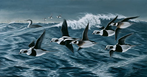 Rough Day On The Bay - Oldsquaw Ducks White Modern Wood Framed Art Print with Double Matting by Goebel, Wilhelm