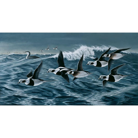 Rough Day On The Bay - Oldsquaw Ducks White Modern Wood Framed Art Print by Goebel, Wilhelm