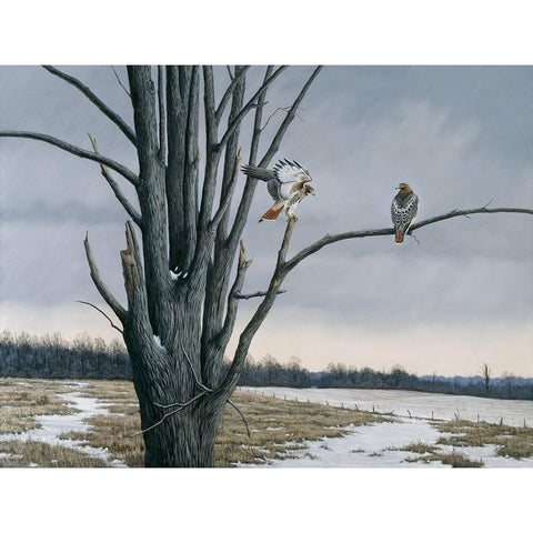 Old Elm And Redtails White Modern Wood Framed Art Print by Goebel, Wilhelm