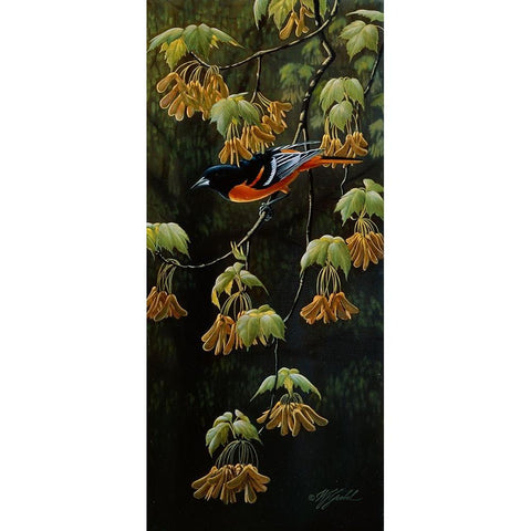 Forest Flame - Baltimore Oriole Black Modern Wood Framed Art Print with Double Matting by Goebel, Wilhelm