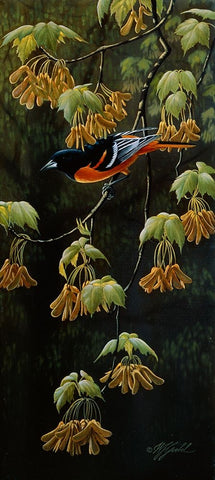 Forest Flame - Baltimore Oriole White Modern Wood Framed Art Print with Double Matting by Goebel, Wilhelm