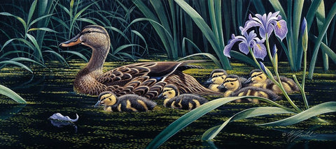 Mothers Day - Mallard Black Ornate Wood Framed Art Print with Double Matting by Goebel, Wilhelm