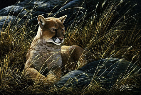 Cougar In The Grass White Modern Wood Framed Art Print with Double Matting by Goebel, Wilhelm