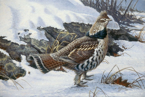 Ruffed Grouse Black Ornate Wood Framed Art Print with Double Matting by Goebel, Wilhelm
