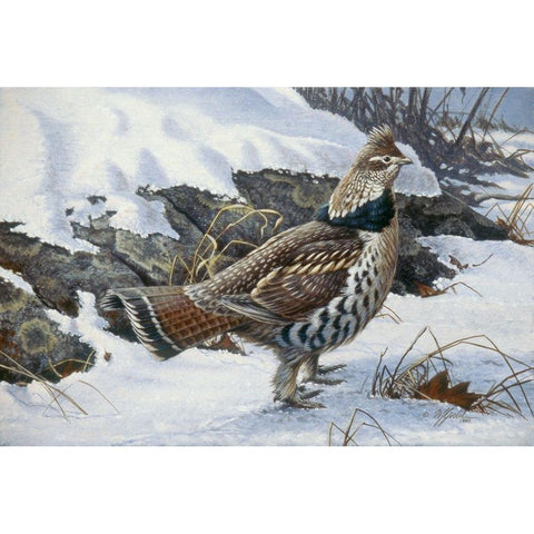 Ruffed Grouse Black Modern Wood Framed Art Print by Goebel, Wilhelm