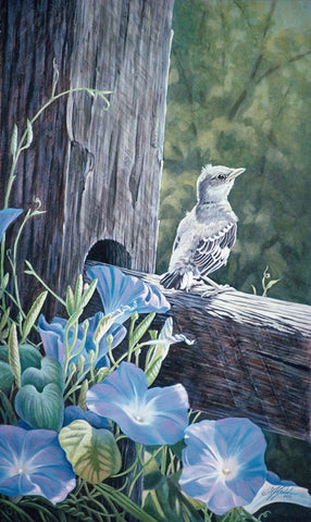 The Fledgling - Young Mockingbird White Modern Wood Framed Art Print with Double Matting by Goebel, Wilhelm