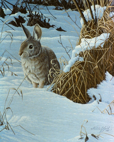 Snow Cover Cottontail Black Ornate Wood Framed Art Print with Double Matting by Goebel, Wilhelm