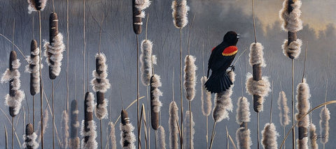 Marsh Notes - Red Wing Blackbird Black Ornate Wood Framed Art Print with Double Matting by Goebel, Wilhelm