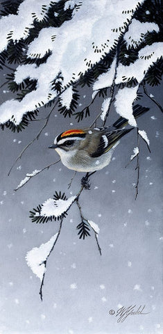 Winter Sprite - Golden Crown Kinglet White Modern Wood Framed Art Print with Double Matting by Goebel, Wilhelm