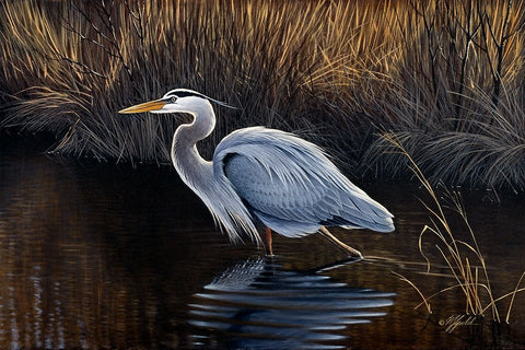 Making Strides - Great Blue Heron White Modern Wood Framed Art Print with Double Matting by Goebel, Wilhelm