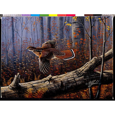 Windfall Glider - Ruffed Grouse Black Modern Wood Framed Art Print by Goebel, Wilhelm