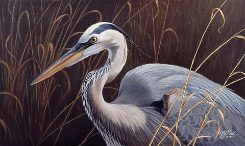 Great Blue Heron Black Ornate Wood Framed Art Print with Double Matting by Goebel, Wilhelm