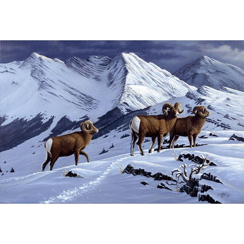 High Country Rams Black Modern Wood Framed Art Print with Double Matting by Goebel, Wilhelm