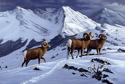 High Country Rams Black Ornate Wood Framed Art Print with Double Matting by Goebel, Wilhelm