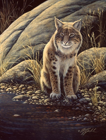 Backlight-Bobcat White Modern Wood Framed Art Print with Double Matting by Goebel, Wilhelm