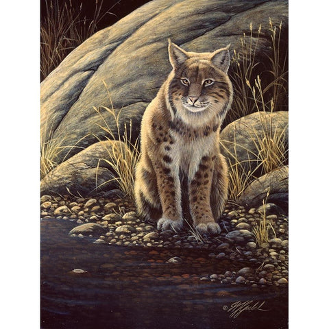 Backlight-Bobcat Black Modern Wood Framed Art Print with Double Matting by Goebel, Wilhelm