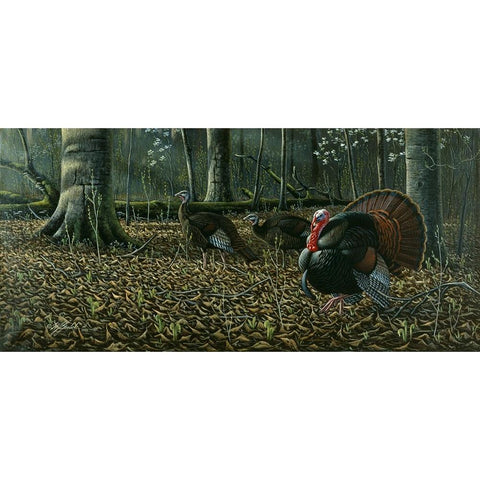 The Suitor - Wild Turkeys White Modern Wood Framed Art Print by Goebel, Wilhelm
