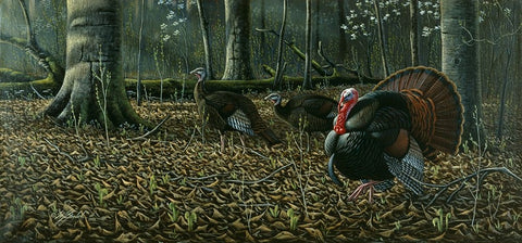 The Suitor - Wild Turkeys White Modern Wood Framed Art Print with Double Matting by Goebel, Wilhelm