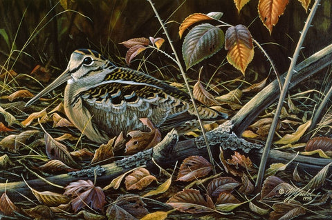 Migration Stop  - Woodcock White Modern Wood Framed Art Print with Double Matting by Goebel, Wilhelm