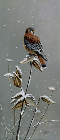 Gentle Snowfall - Kestrel White Modern Wood Framed Art Print with Double Matting by Goebel, Wilhelm
