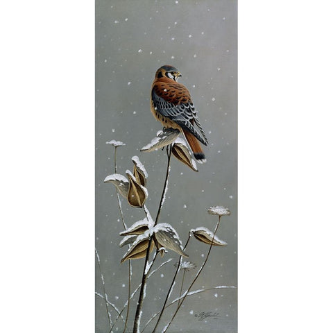 Gentle Snowfall - Kestrel Black Modern Wood Framed Art Print by Goebel, Wilhelm