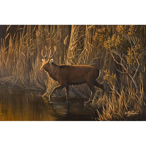 Evening Rounds Sika Deer White Modern Wood Framed Art Print by Goebel, Wilhelm