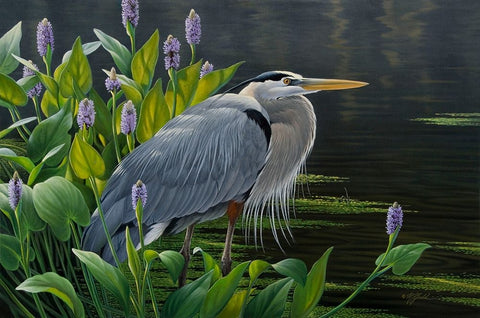 Biding Time Great Blue Heron White Modern Wood Framed Art Print with Double Matting by Goebel, Wilhelm