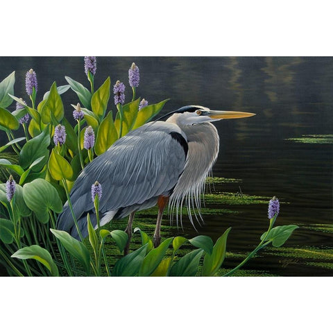 Biding Time Great Blue Heron Black Modern Wood Framed Art Print with Double Matting by Goebel, Wilhelm