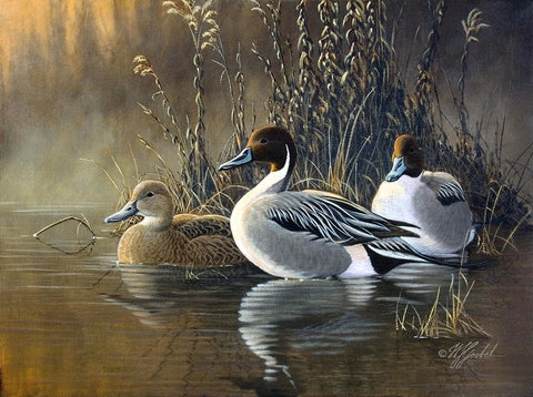 Pintail Trios White Modern Wood Framed Art Print with Double Matting by Goebel, Wilhelm