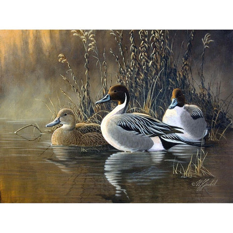 Pintail Trios White Modern Wood Framed Art Print by Goebel, Wilhelm