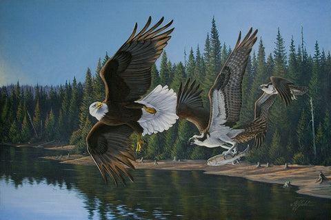 Eagle Osprey Black Ornate Wood Framed Art Print with Double Matting by Goebel, Wilhelm