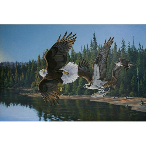 Eagle Osprey Black Modern Wood Framed Art Print with Double Matting by Goebel, Wilhelm