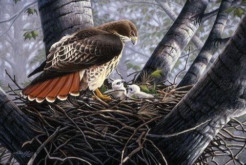 In The Nest Black Ornate Wood Framed Art Print with Double Matting by Goebel, Wilhelm